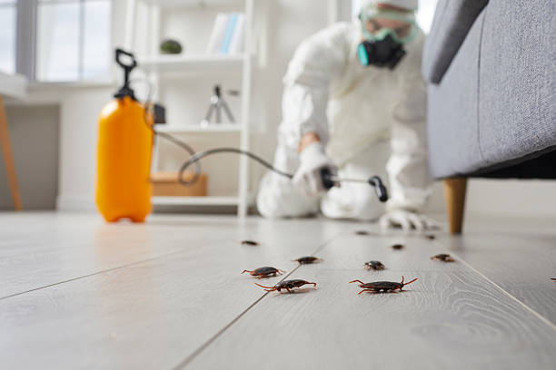 Post-Treatment Bed Bug Interceptor Monitoring in Reminderville